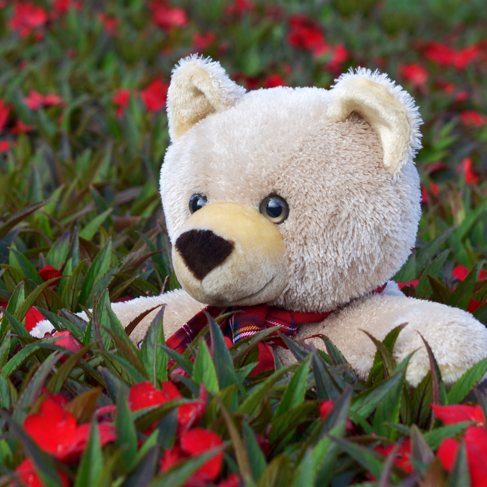 Teddybär zur Geburt 