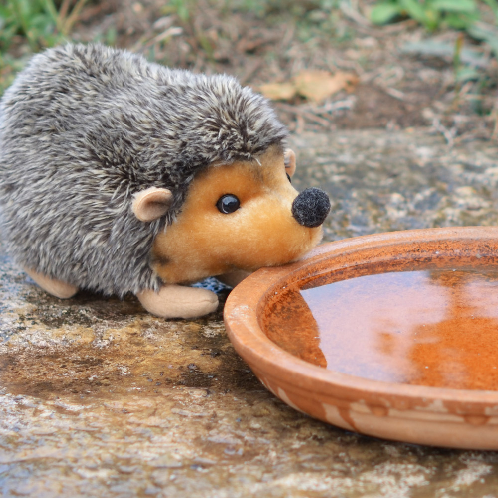 Igel Schnäuzchen